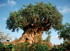 Animal Kingdom Tree of Life